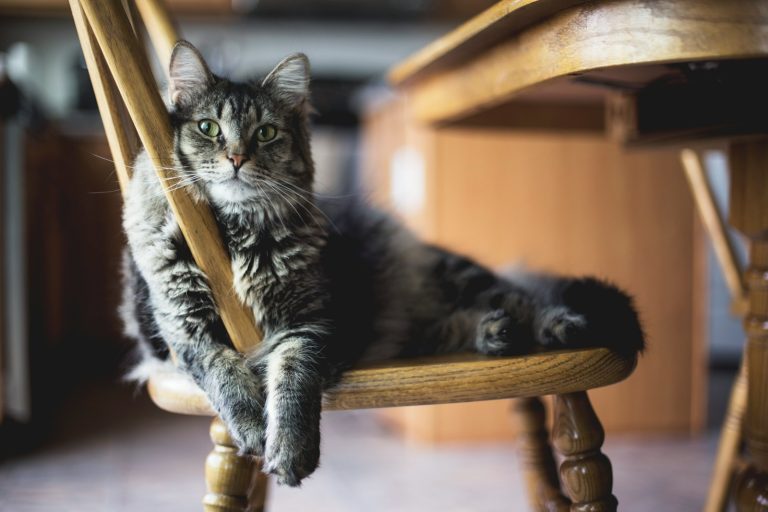 chat brun sur une chaise longue en bois