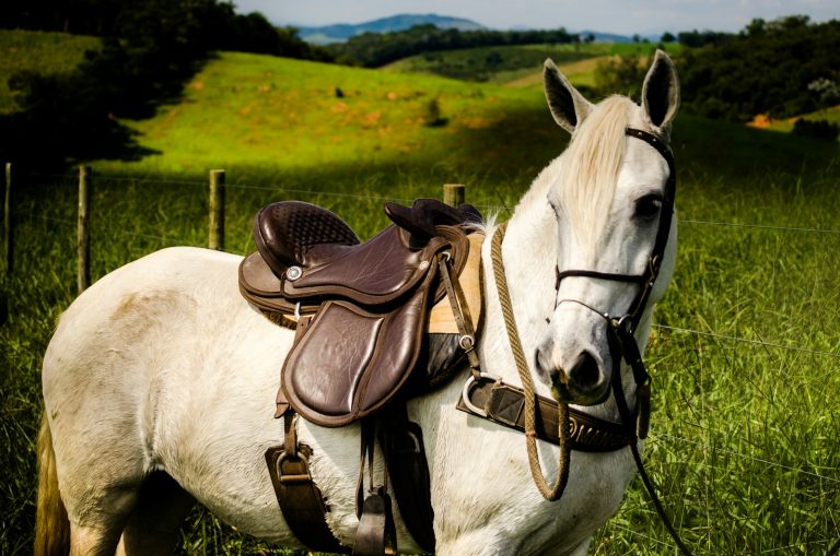 cheval blanc sur un champ d'herbe verte pendant la journée